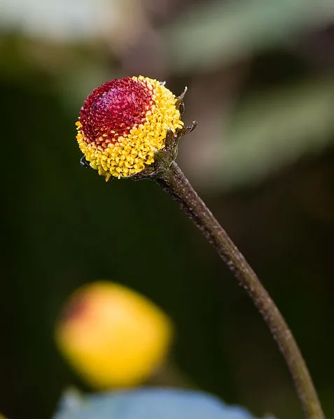 Flower and stem