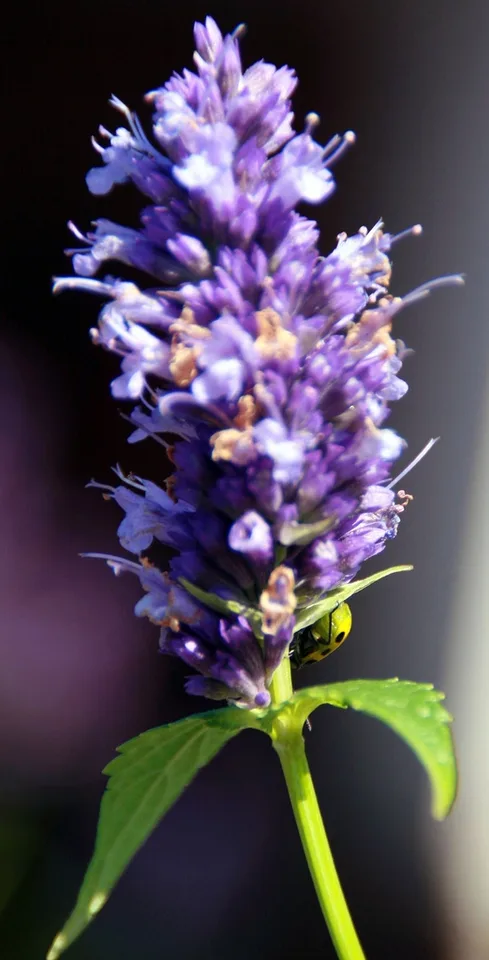 Black Adder Agastache — Flowers
