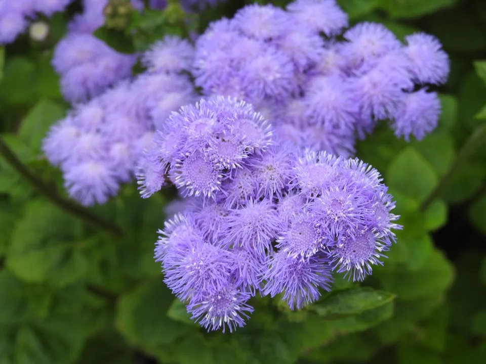 Ageratum houstonianum 'Blue Horizon' flowers