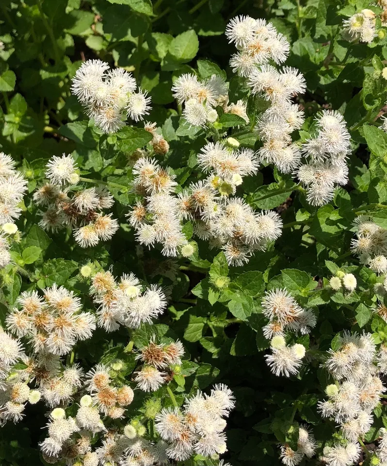 Flowers - Wake Co., NC