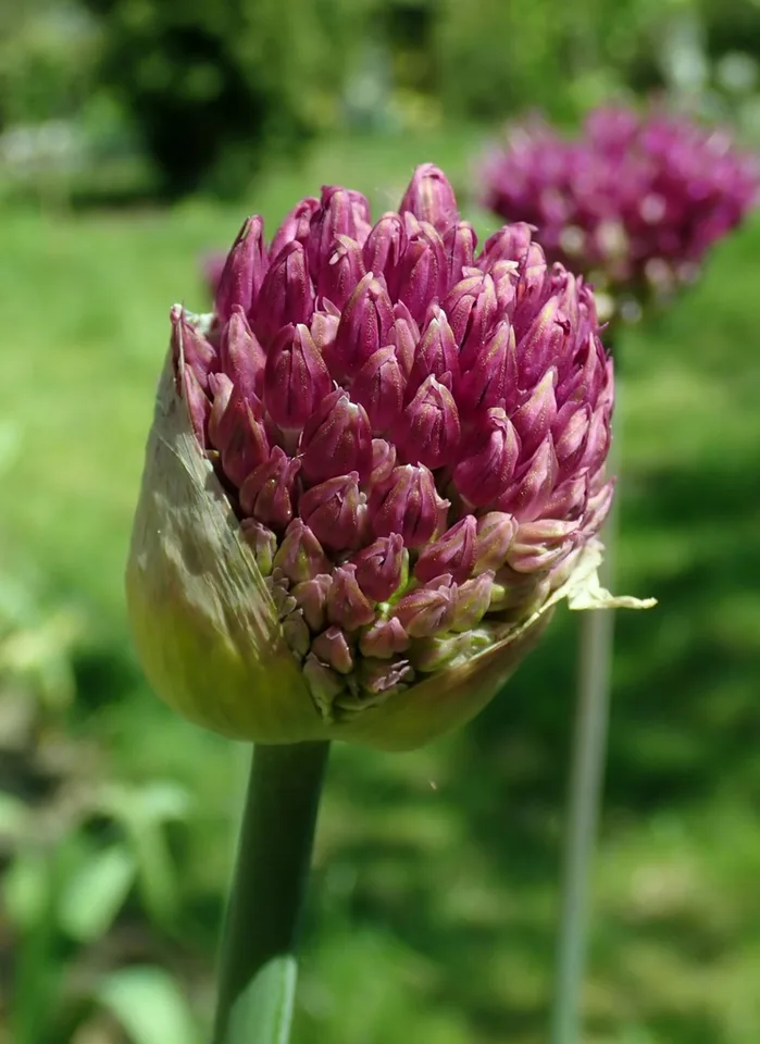 Flower bud