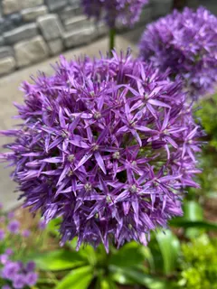 Allium giganteum