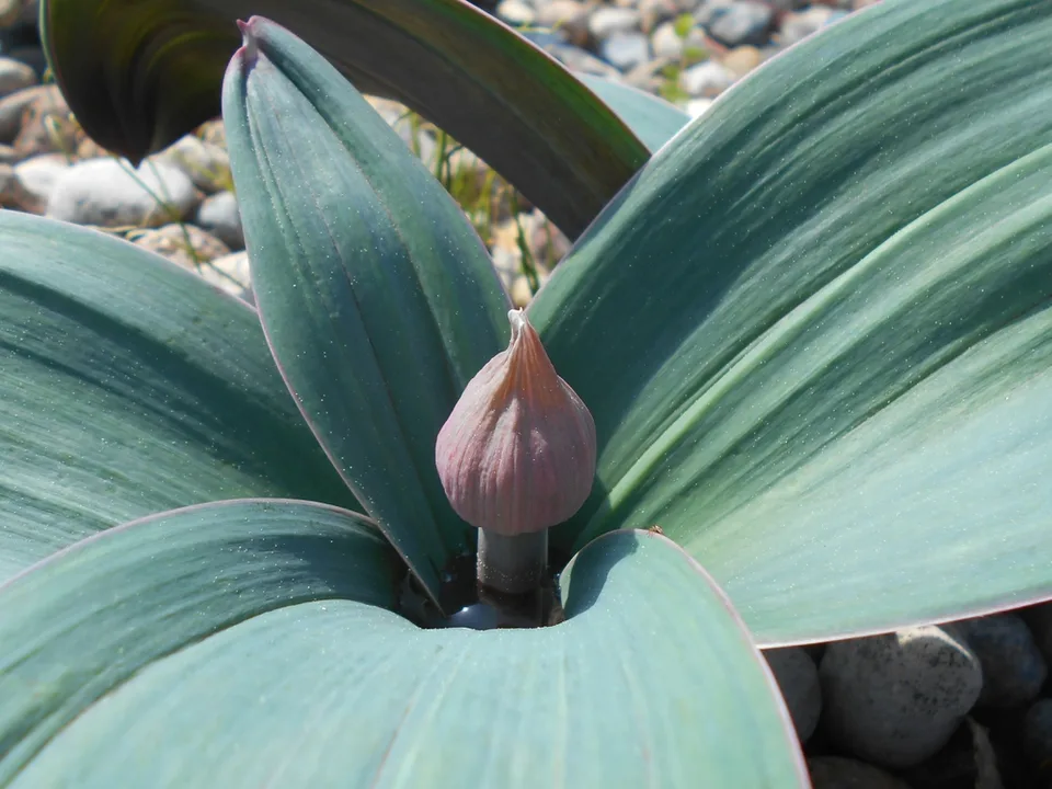 Turkistan Onion — Leaves and emerging flower bud