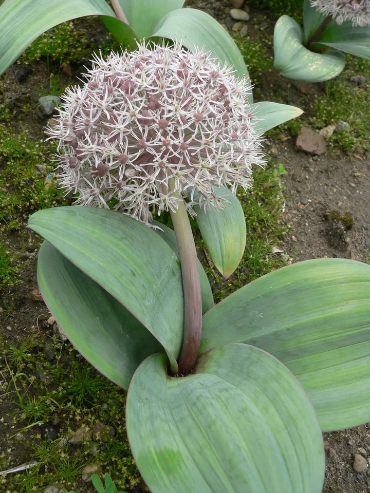 Turkistan Onion — Flower Form