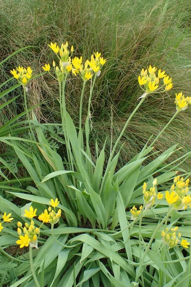 Flower form