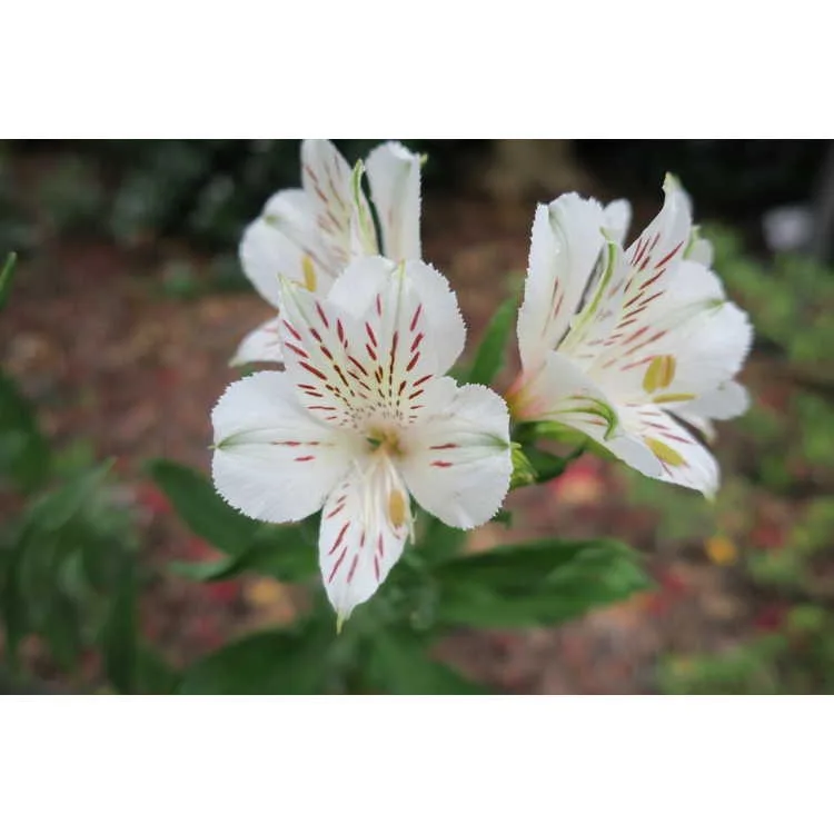 Alstroemeria 'Casablanca' close up of flower