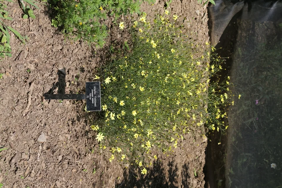 leaves and flowers