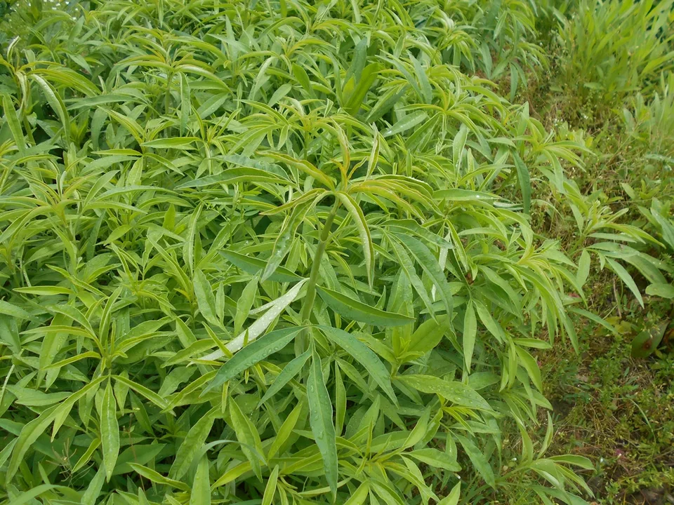 leaves and flowers