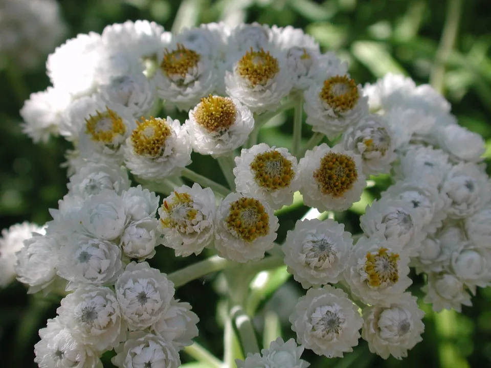Pearly Everlasting — Flower