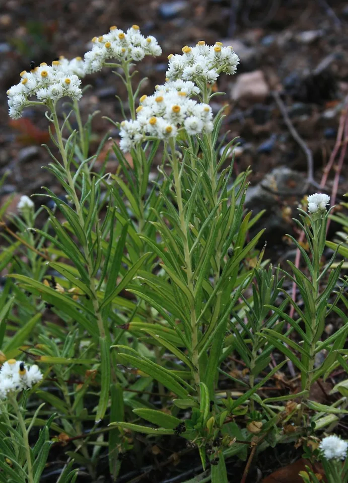 Pearly Everlasting — Flower