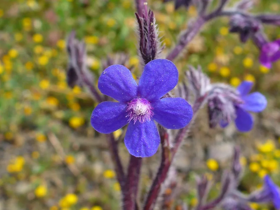 Italian Bugloss — Flower