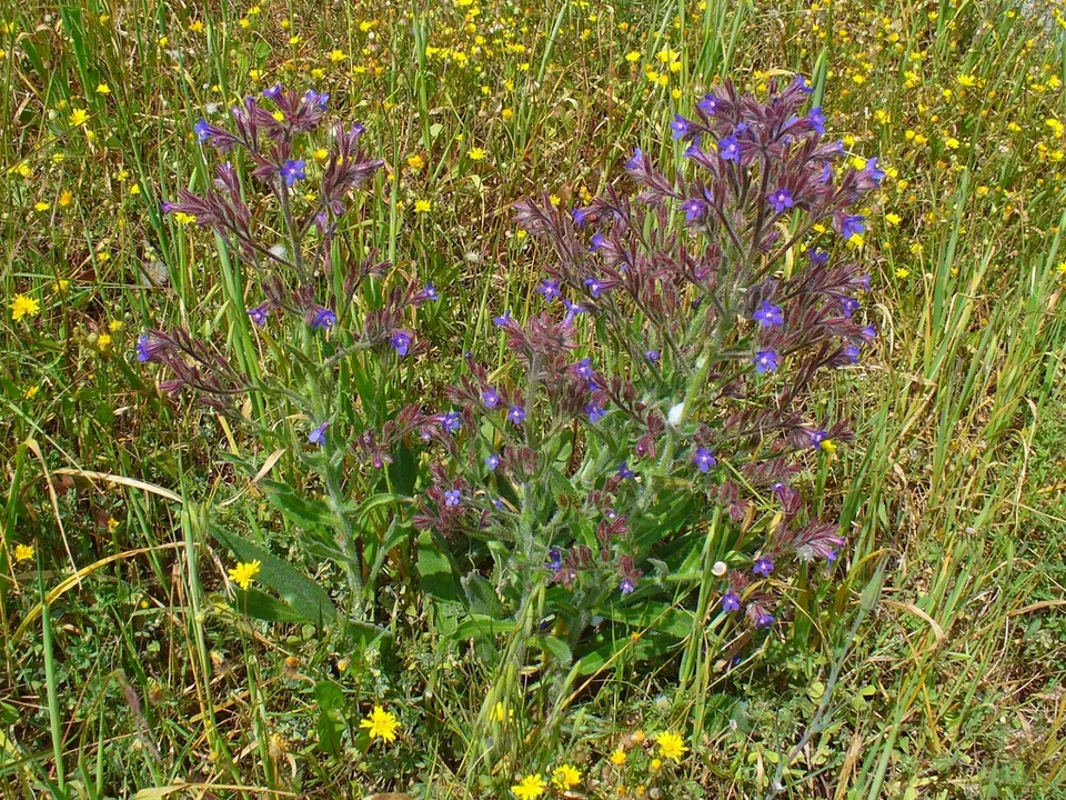 Italian Bugloss — Flower and form
