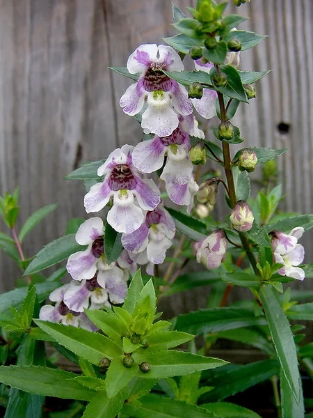 Angelonia angustifolia
