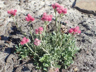 Antennaria dioica