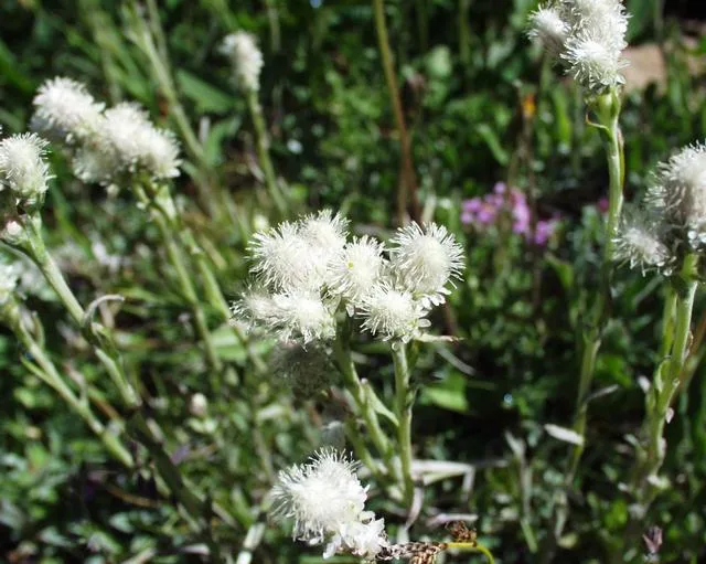 Antennaria dioica