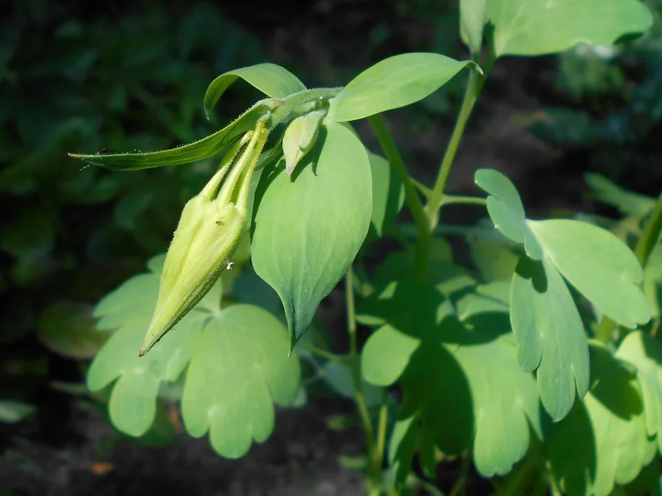 Flower bud and leaves