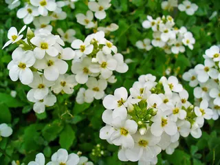 flower and leaves
