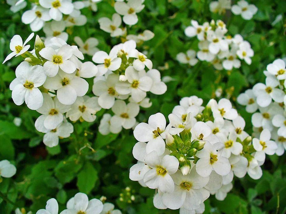 flower and leaves