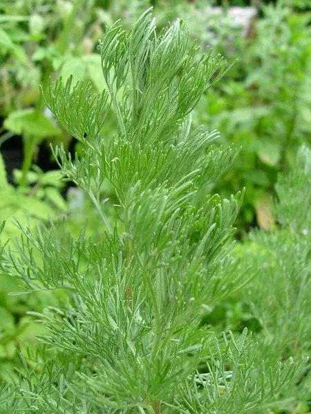 Southernwood — Feathery leaves.