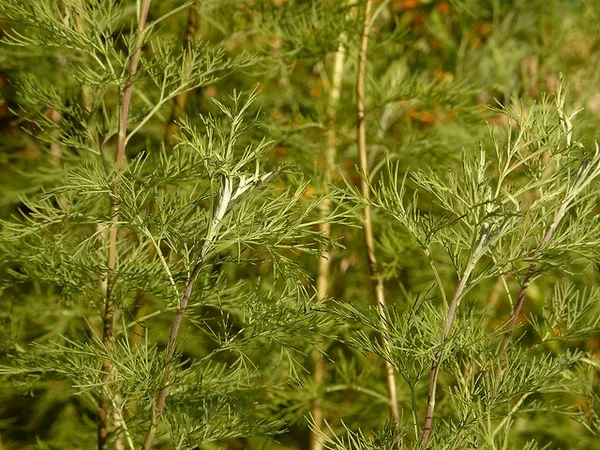 Southernwood — Leaves and stems.