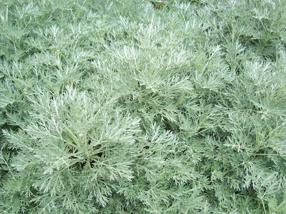 Powis Castle Artemisia — Foliage