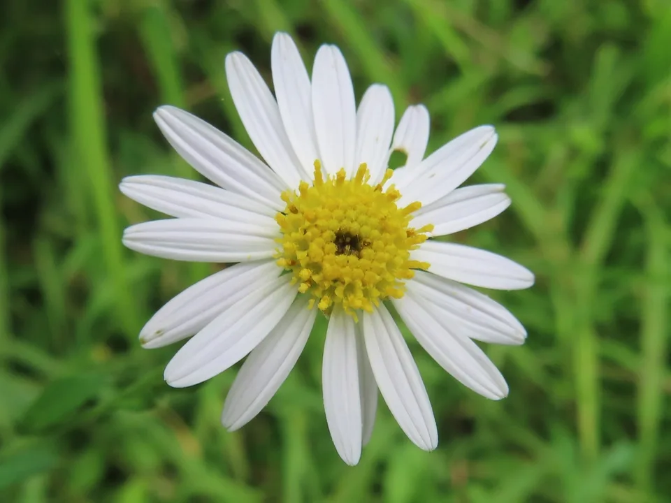 White ray petals surrounding yellow disc flowers