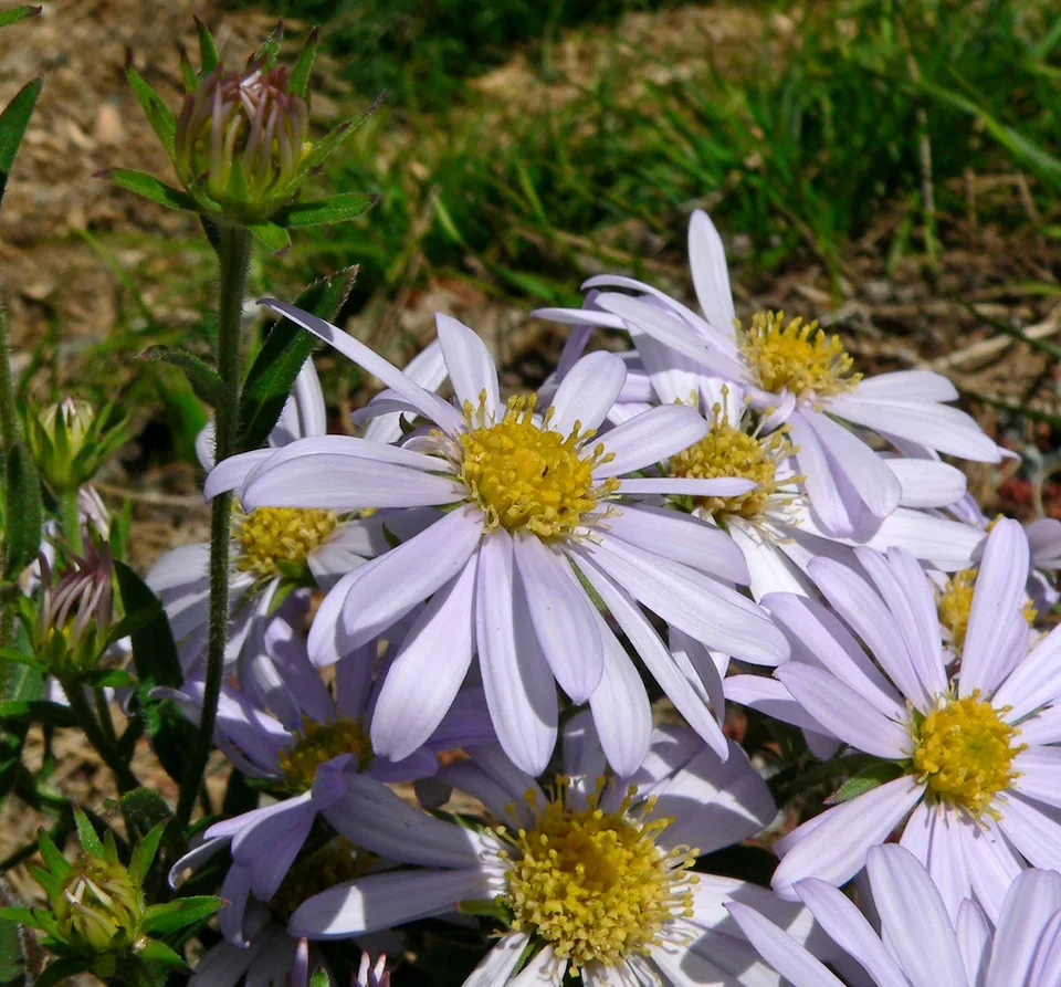 Flowers