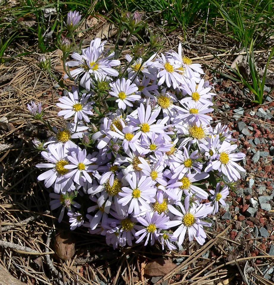 Form