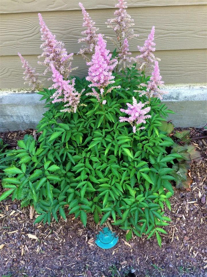 'Bremen', form, early summer, Durham County, NC