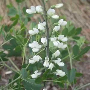 White Wild Indigo — Baptisia alba bloom stalk