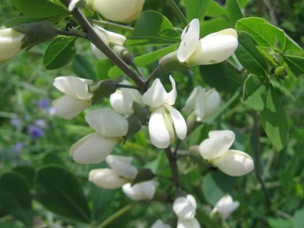 White Wild Indigo — Close up of flowers