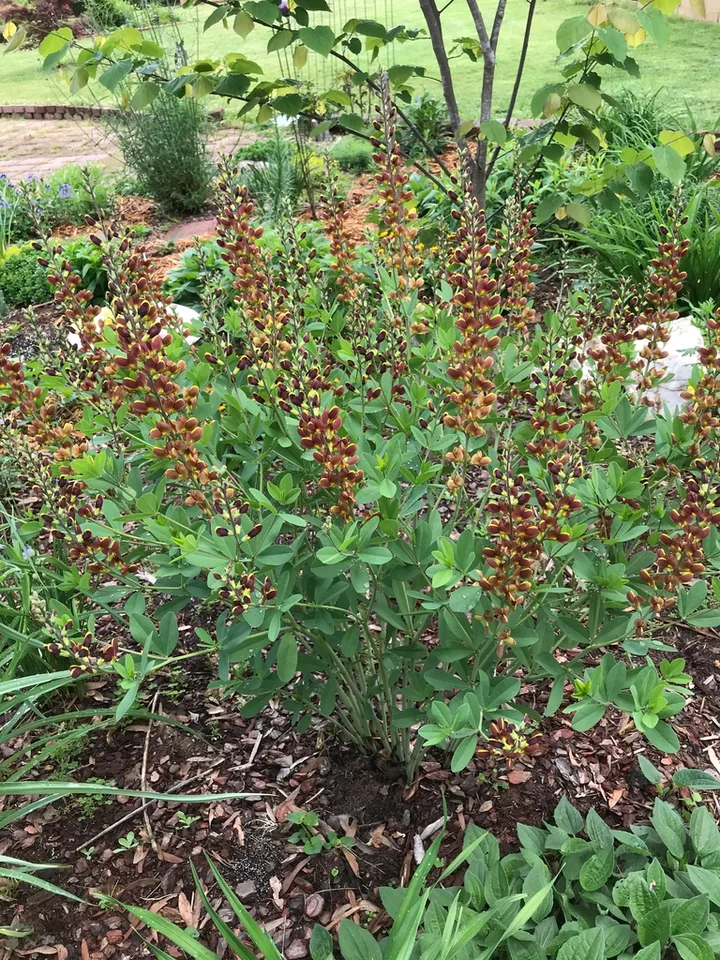 Compact plant with upright racemes of yellow & maroon flowers.