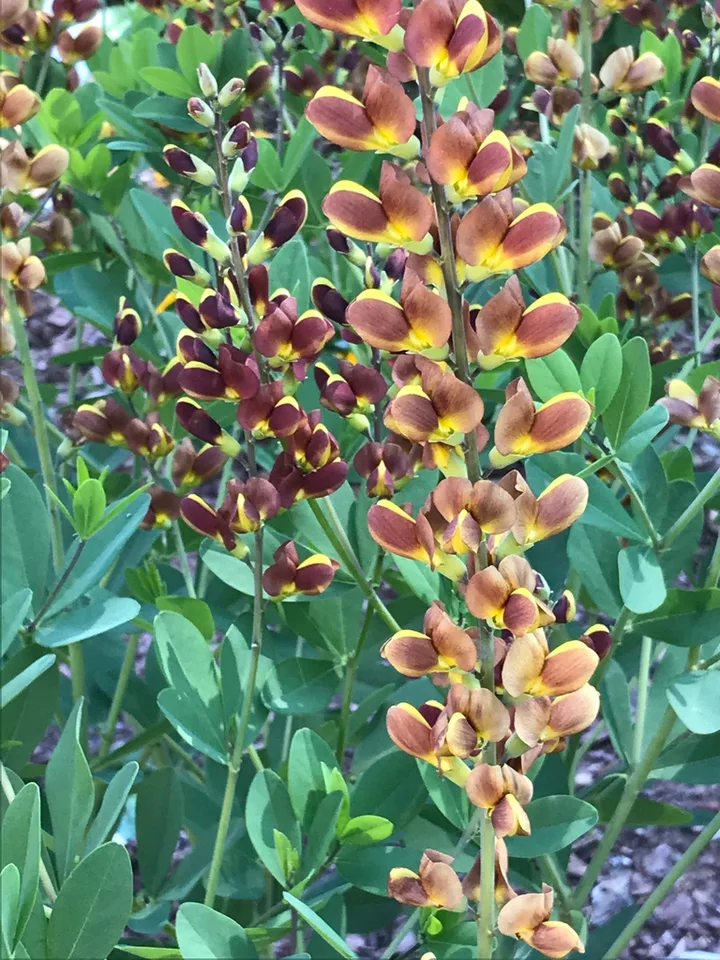 A raceme of dark maroon flowers & one of gold & brown flowers.