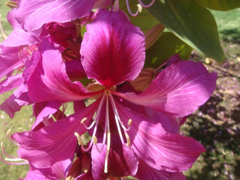 Bauhinia x blakeana flower