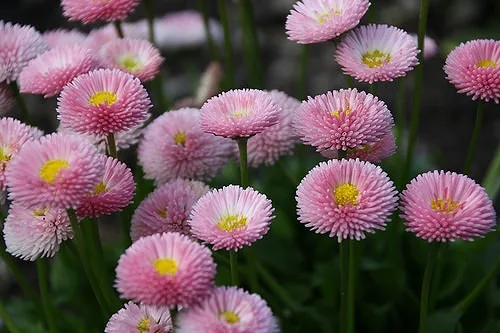 Bellis perennis pink flower