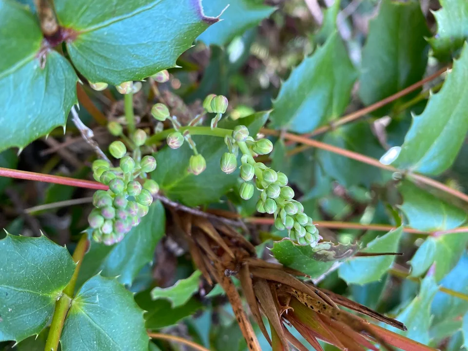 Oregon Grape Foliage — Flower buds early spring