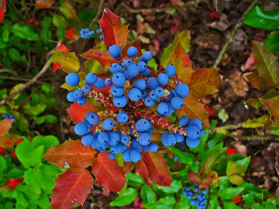 Oregon Grape Foliage — Fruits and fall color of leaves