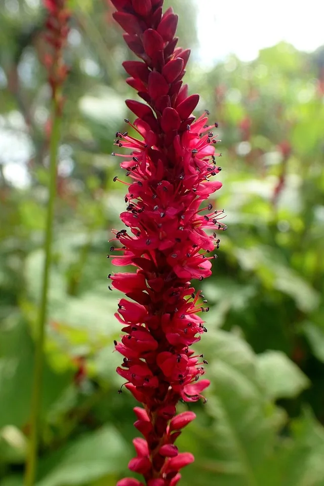 Red Bistort — Flowers
