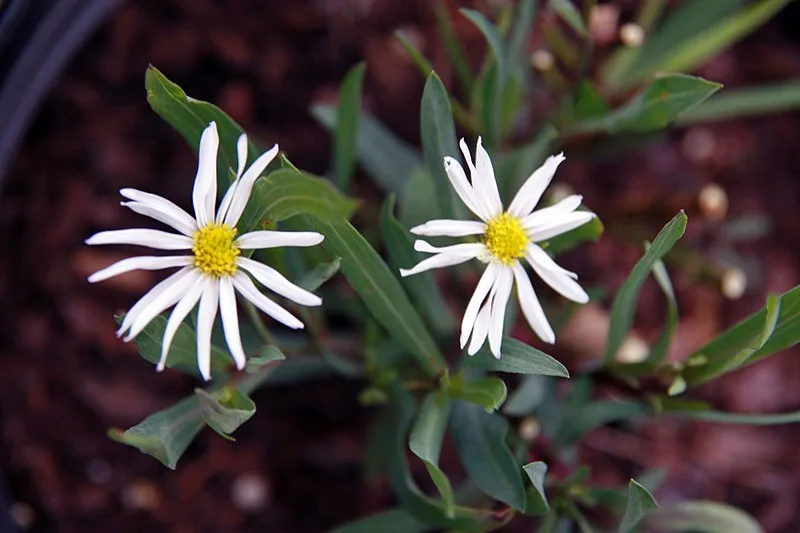 Boltonia asteroides