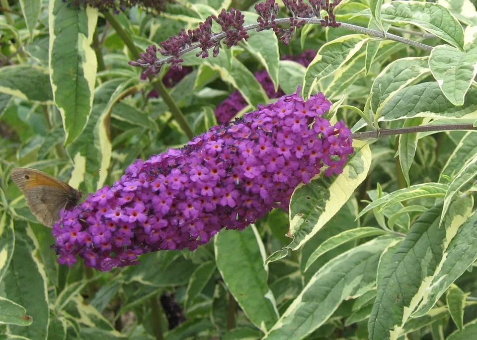 leaves and flowers