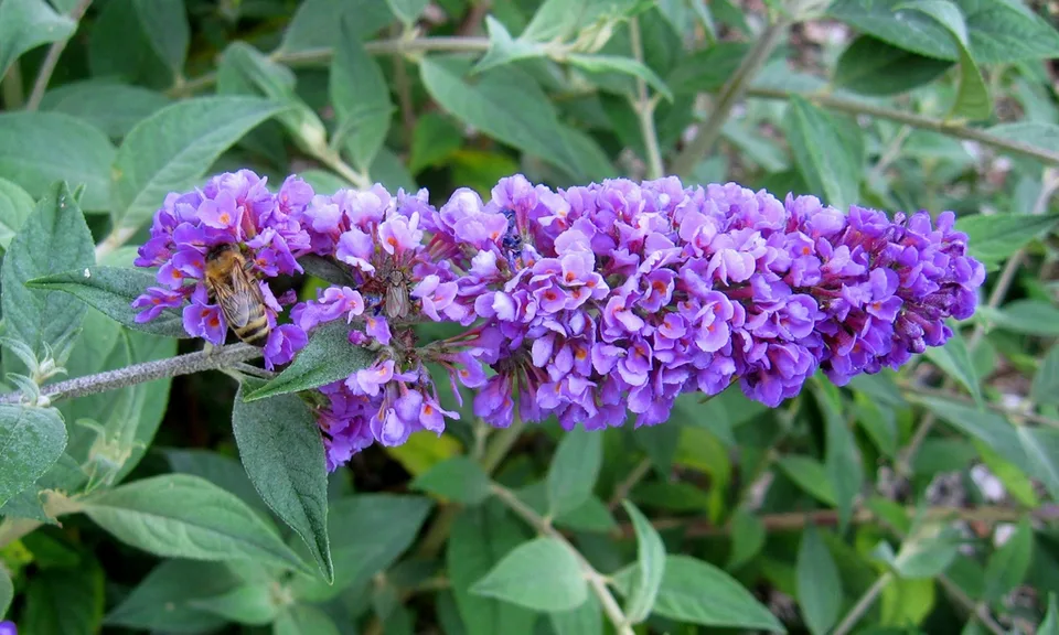 panicle