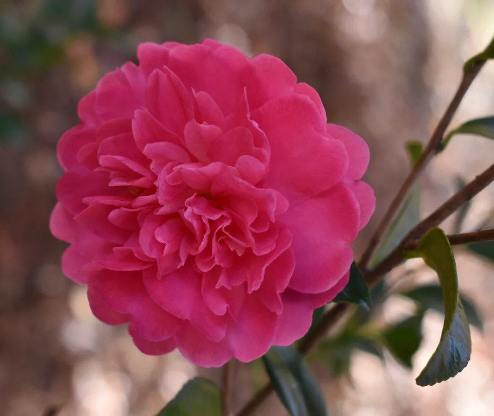 Flower - Warren Co., NC