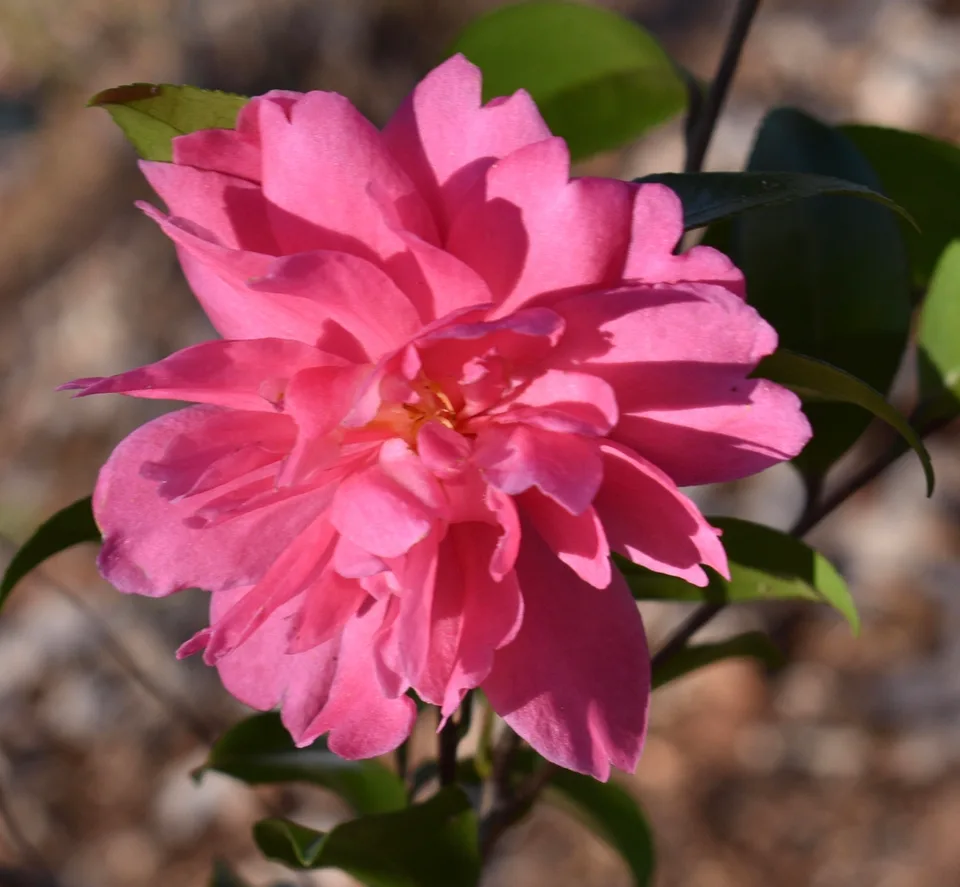 Flower - December - Warren Co., NC