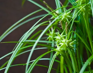 Grassy foliage & an inflorescence of several dense spikes