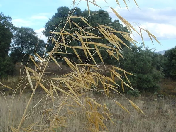 Giant Feather Grass — Close up of flowers.