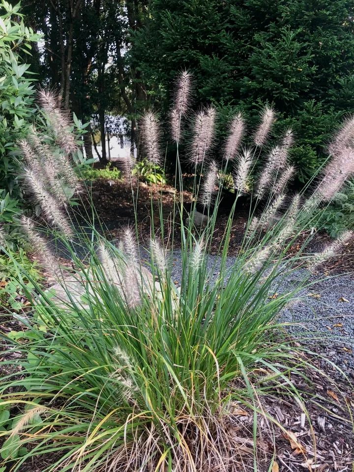 'Hush Puppy' Form - September - Warren Co., NC