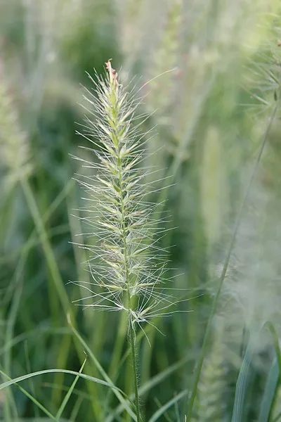 Cenchrus alopecuroides 'Hameln'