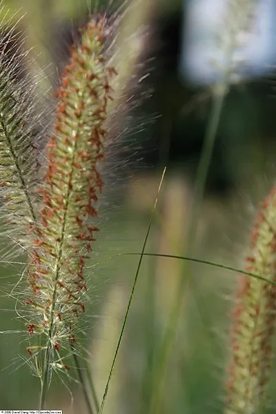 Cenchrus alopecuroides 'Hameln'
