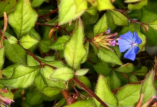 Flower and Leaves
