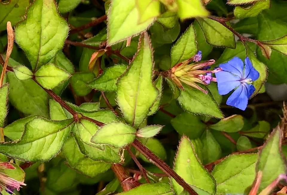 Flower and Leaves